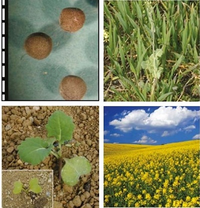 Oilseed rape at four growth stages